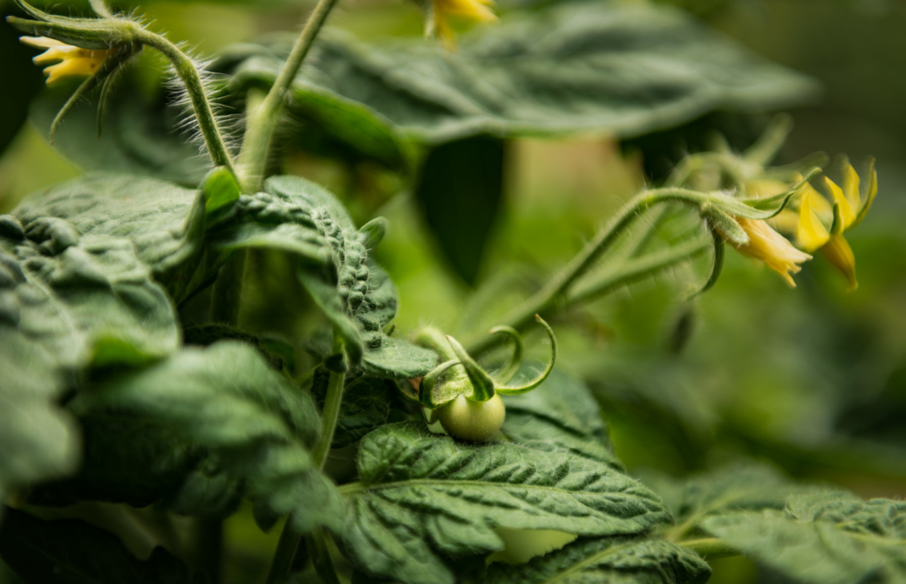 Lisa Swarthout's Garden